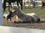 Australsk cattledog Chantal - Sweet Azurs