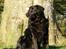 Flat coated retriever Rollo R.I.P