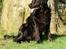 Flat coated retriever Rollo R.I.P