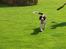 Engelsk springer spaniel Herkules
