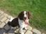 Engelsk springer spaniel Herkules