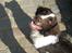Engelsk springer spaniel Herkules