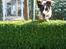 Engelsk springer spaniel Herkules