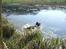 Engelsk springer spaniel Herkules