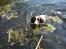 Engelsk springer spaniel Herkules