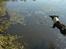 Engelsk springer spaniel Herkules