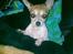 Chihuahua ginger pie aka-mikro prinsessen - hvem kalder på miiig