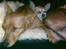 Chihuahua ginger pie aka-mikro prinsessen - kan i se mig