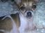 Chihuahua ginger pie aka-mikro prinsessen - kigger i på mig ???
