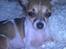 Chihuahua ginger pie aka-mikro prinsessen - hmm mor ikke flere billeder nu vel