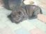 Shar pei Fnuggi  (død) - Godnat.... ZZZzzzZZZ