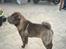 Shar pei Fnuggi  (død) - Hov hva sker der der.?