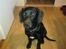Blanding af racer Abby Labrador/Rottweiler - Velkommen til den lille tumles profil :)