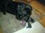Blanding af racer Abby Labrador/Rottweiler - Her ligger hun og tygger i hendes reb knude :D