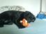 Blanding af racer Abby Labrador/Rottweiler - Abby og hendes bette bamse :D