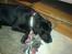 Blanding af racer Abby Labrador/Rottweiler - Abby der ligger og slapper af :D