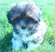 Lhasa apso *Pinky*