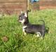 Chihuahua Bonni