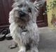 Cairn terrier Fister