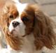 Cavalier king charles spaniel Molly