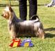 Australian silky terrier Marimias Make-Me-True