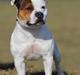 Staffordshire bull terrier Ashlan