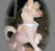 Chinese crested hårløs Cappuccino