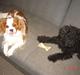 Cavalier king charles spaniel Balou