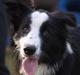 Border collie Indy