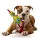 Amerikansk bulldog Amazing Bulldog Rosa