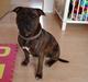 Staffordshire bull terrier Jackson
