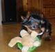 Yorkshire terrier Charlie