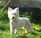 West highland white terrier Frida