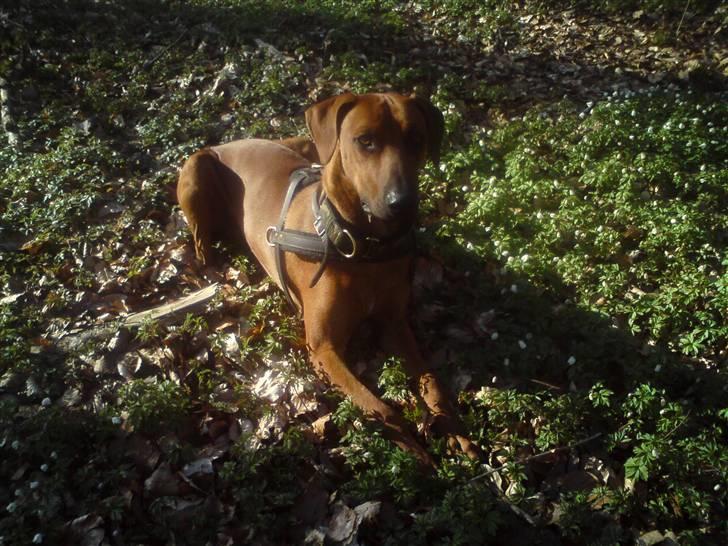 Rhodesian ridgeback Iljo R.i.P (Himmelhund) billede 6