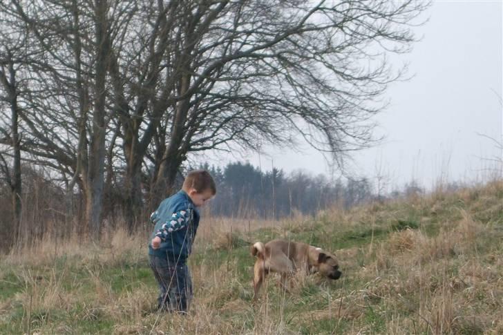 Blanding af racer     Laura Mops/Terrier (død) - 2 på opdagelse billede 14