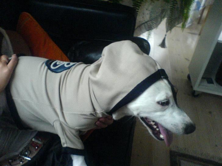 Jack russell terrier Figo billede 8