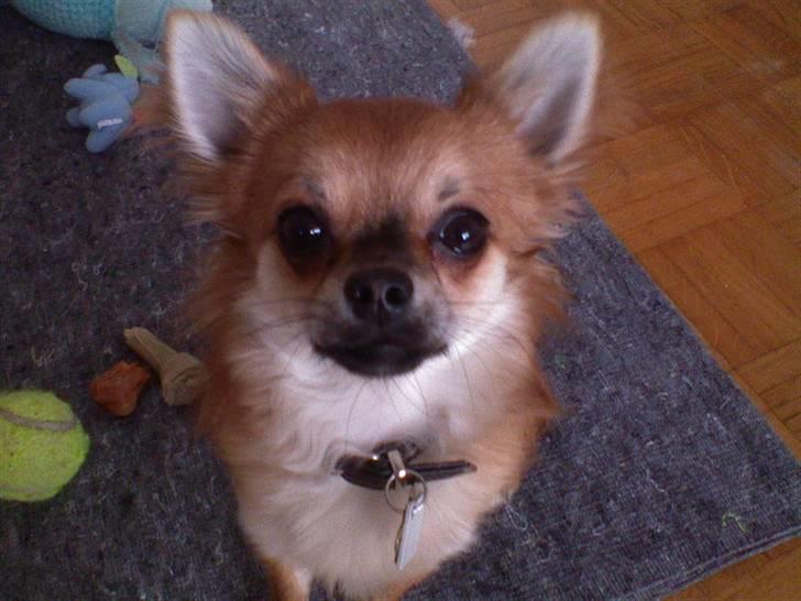 Chihuahua Pequeno....me Joy *ASLAN* - HEJ ! billede 20