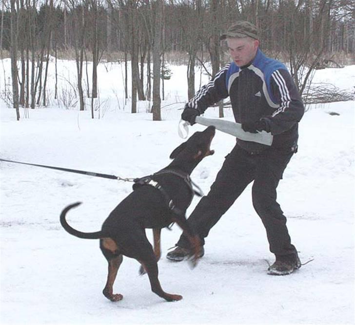 Dobermann Speedy billede 5