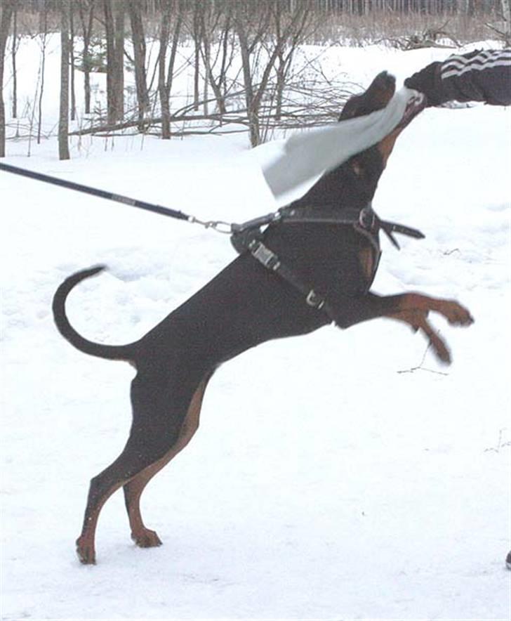 Dobermann Speedy billede 6