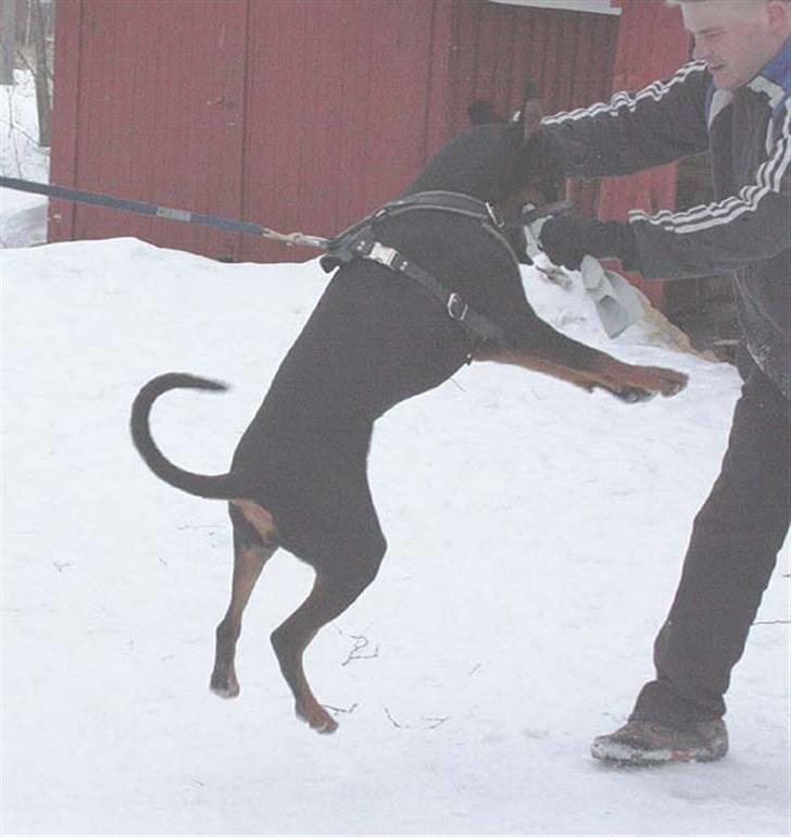 Dobermann Speedy billede 7