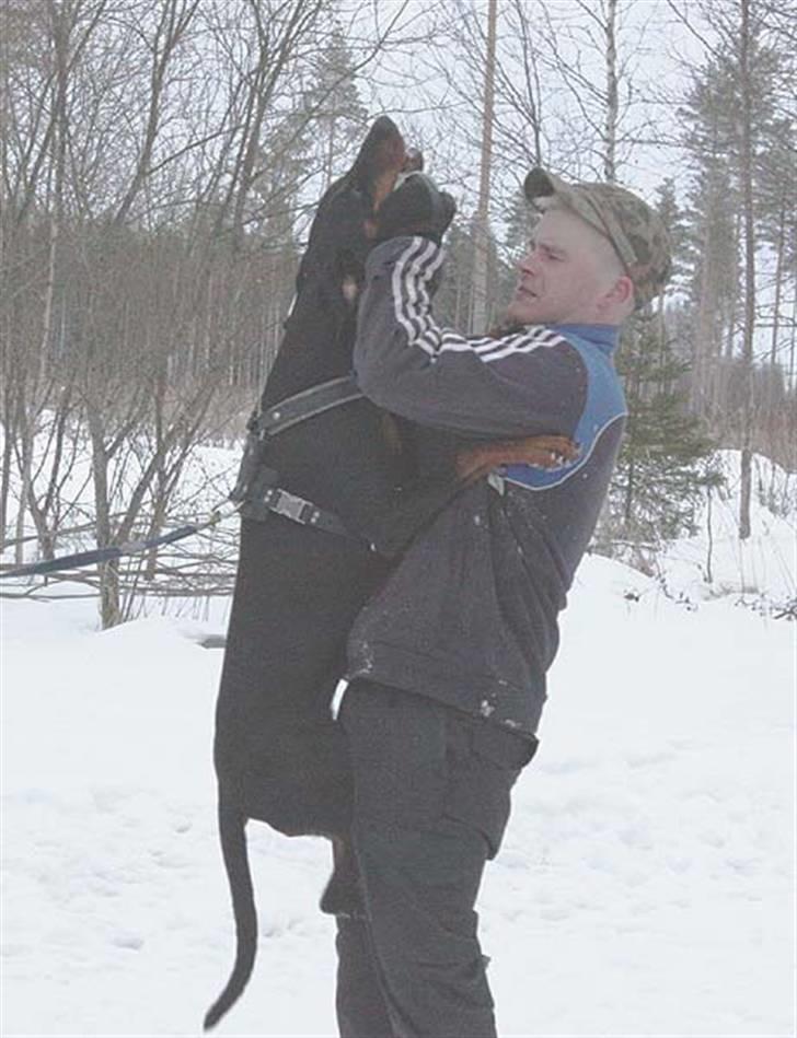 Dobermann Speedy billede 8