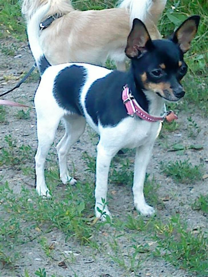 Chihuahua chili billede 15