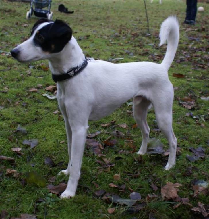 Dansk svensk gaardhund Luca - Efterårs billede af Luca. Smuki som han er. billede 19