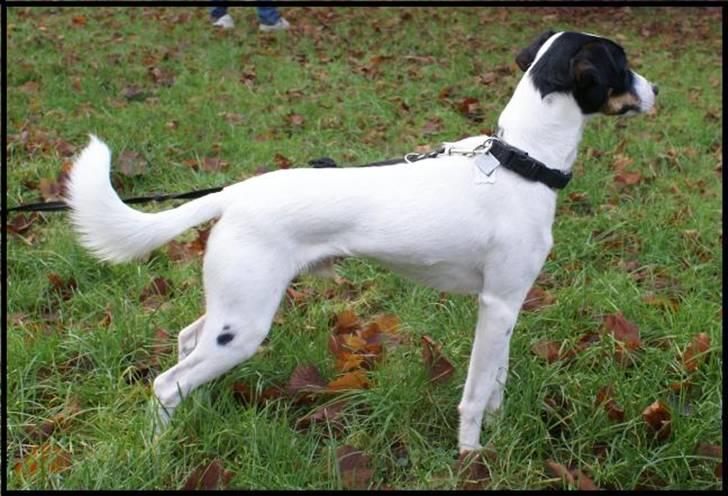 Dansk svensk gaardhund Luca - Sådan står en ægte dansk svensk hund xD billede 20