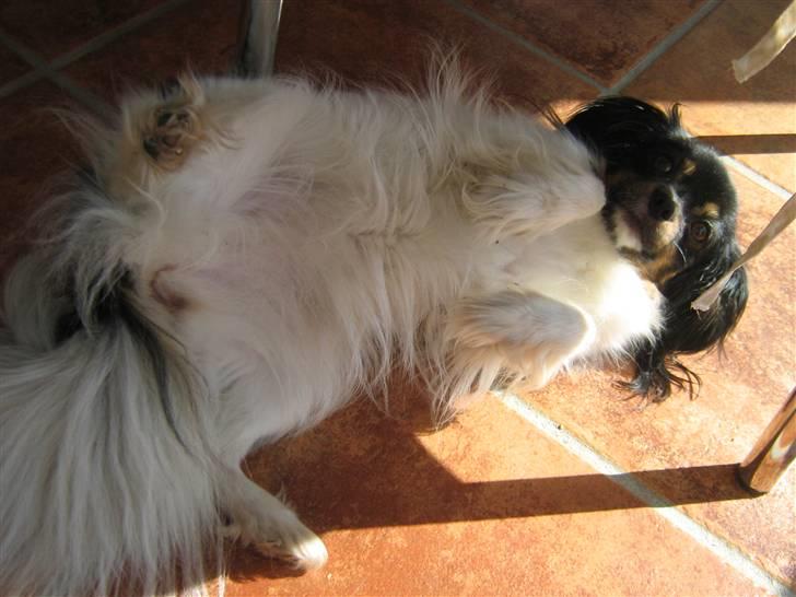 Phalene Zita - Lille Zita som spiller død :) billede 14