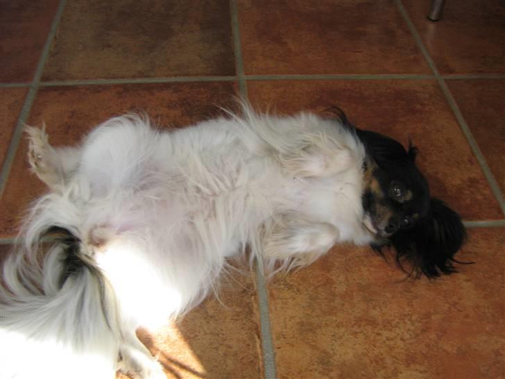 Phalene Zita - Zita som spiller død :) ( det er hendes nye trick) billede 15