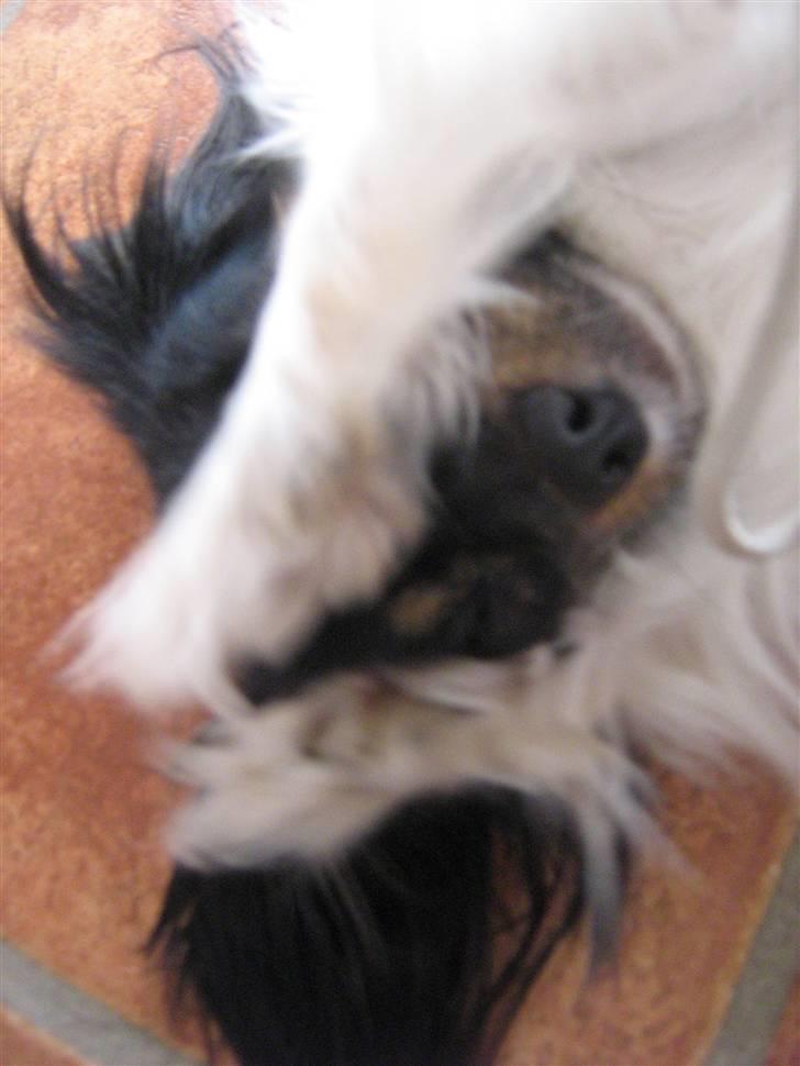 Phalene Zita - Zita som charmere sig foran kameraret :´) skøre perle ! billede 16