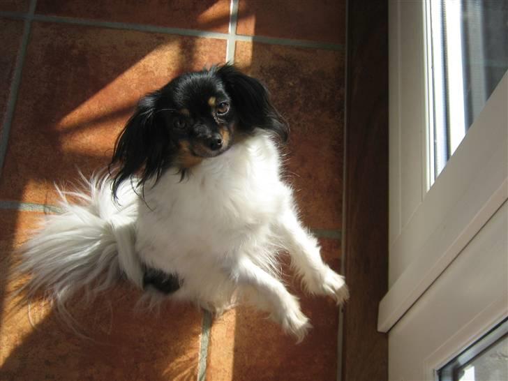 Phalene Zita - Zita som tigger om at komme ud i haven :) billede 17