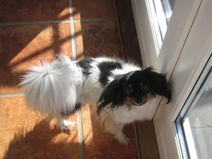 Phalene Zita - Zita foran døren til haven <3 billede 18