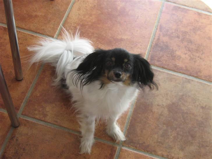 Phalene Zita - Zita :) billede 19